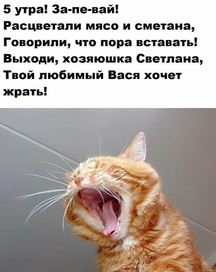 5 утра За пе вай Расцветали мясо и сметана Говорили что пора вставать Выходи хозяюшка Светлана Твой любимый Вася хочет