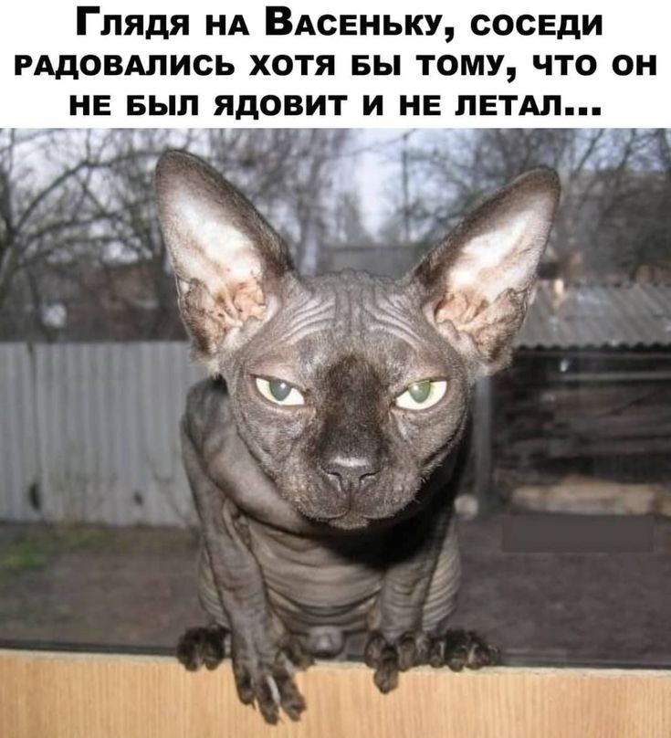 Глядя НА ВАсЕньку соседи гддовдлись хотя вы тому что он НЕ БЫЛ ЯдОВИТ И НЕ ПЕТАЛ _ __ _ _ _ ч