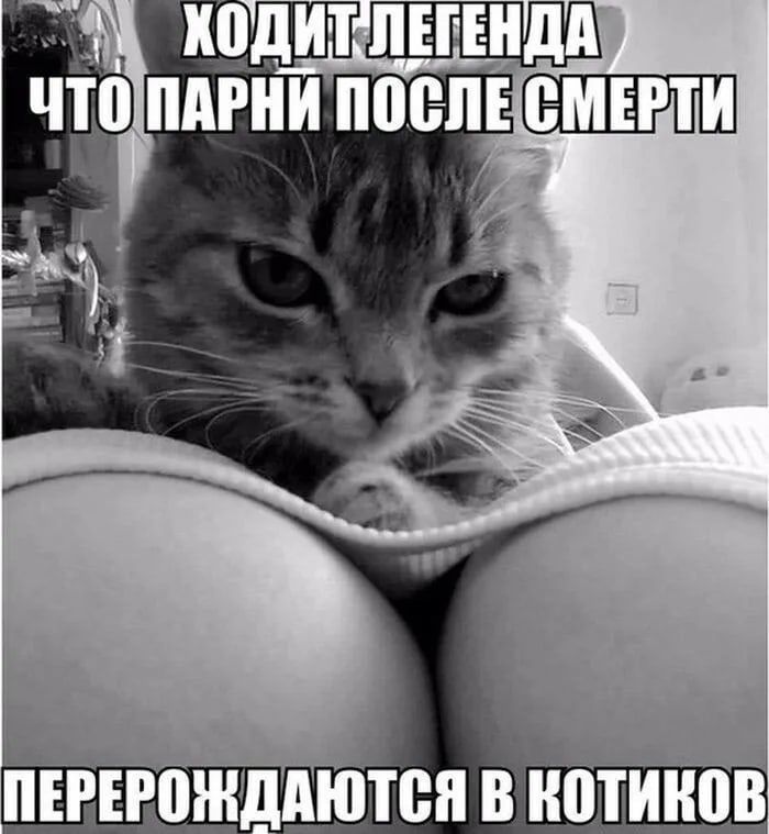 пввошшюея в котиков