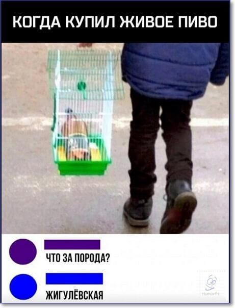 КОГДА КУПИЛ ЖИВПЕ ПИВО ЧШ ЗА ПОРОДА ЖИГУПЁВСКАП