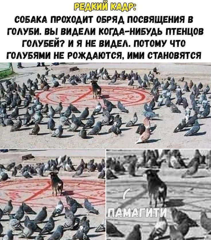 СОБАКА ПРОХОДИТ ОБРЯА ПООВЯЩЕНИЯ В Г ОАУБИ ВЫ ВИАЕАИ КОГАА НИБУАЬ ПТЕНЦОВ Г ОАУБЕЙ И Я НЕ ВИАЕА ПОТОМУ ЧТО Г ОАУБЯМИ НЕ РОЖААЮТСЯ ими СТАНОВЯТСЯ видн кпд _ _ _1ГШ