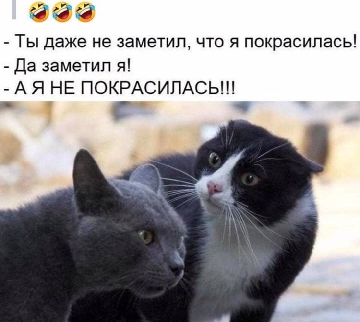 Э 3 Э ТЫ даже не заметил ЧТО Я покрасилась Да заметил я А Я НЕ ПОКРАСИПАСЬ _ с