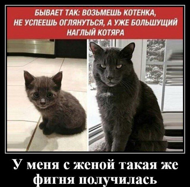 БЫВАЕТ ТАК ВОЗЬМЕШЬ К0ТЕНКА _ НЕ УСПЕЕШЬ ОГ ЛЯНУТЬСЯ А УЖЕ БОЛЬШУЩИИ НАГЛЫЙ КОТЯРА У меня с женой такая же фигня получилась