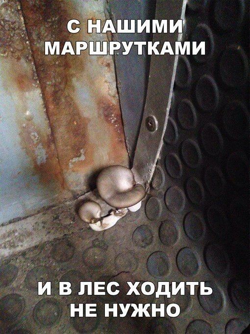 И В ЛЕС ХОДИТЬ НЕ НУЖНО