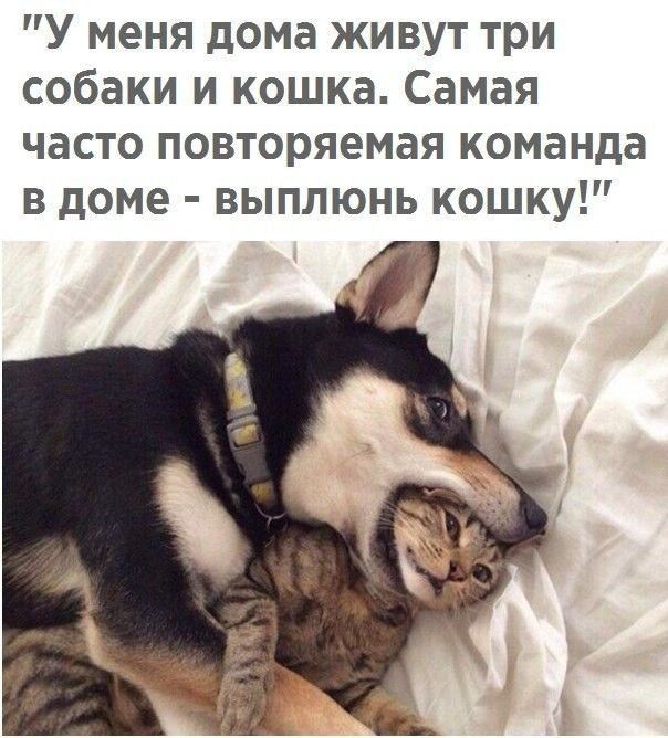 У меня дома живут три собаки и кошка Самая часто повторяемая команда в доме выплюнь кошку