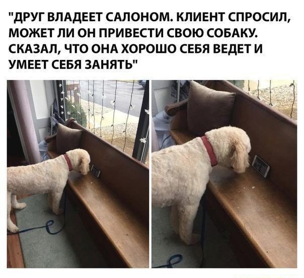 дРУГ ВЛАДЕЕТ САПОНОМ КЛИЕНТ СП РОСИЛ МОЖЕТ ЛИ ОН ПРИВЕСТИ СВОЮ СОБАКУ СКАЗАЛ ЧТО ОНА ХОРОШО СЕБЯ ВЕДЕТ И УМЕЕТ СЕБЯ ЗАНЯТЬ