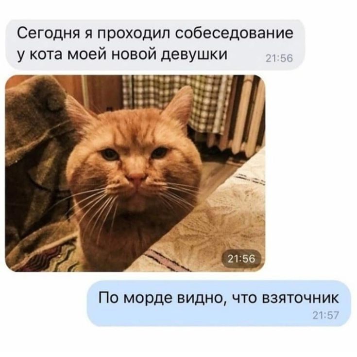 Сегодня я проходил собеседование у кота моей новой девушки ПО морде ВИДНО ЧТО ВЗЯТОЧНИК 2157