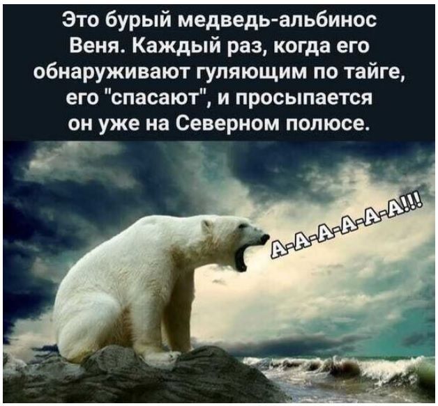 Это бурый медведь апьбинос Веня Каждый раз когда его обнаруживают гупяющим по тайге его спасают и просыпается ОН уже на северном ПОПЮСЕ
