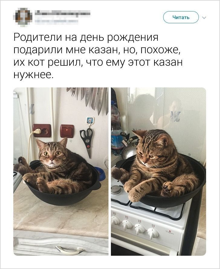 47 _ Читать Родители на день рождения подарили мне казан но похоже их кот решил что ему этот казан нужнее інудіщ
