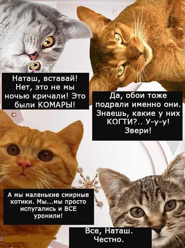 Наташ вставай Нет это не мы ночью кричали Это были КОМАРЫ Да обои тоже подрали именно они Знаешь какие у них когги7 У у у _ 2 А МЫ МЕЛЕНЬКИЕ СМИРНЫЕ КОТИКИ Мымы ПРОСТО испугались и ВСЕ Все Наташ Честно уронили