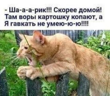Ша аа рик Скорее домой Там воры картошку копают в Я гавкать не умею ю ю д и