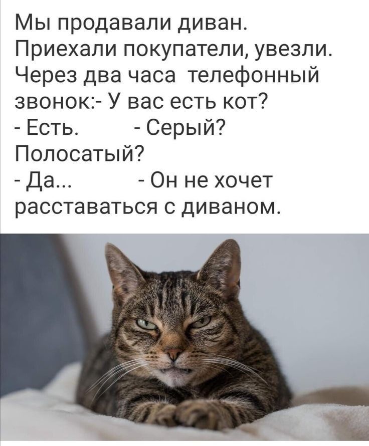 Мы продавали диван Приехали покупатели увезли Через два часа телефонный звонок У вас есть кот Есть Серый Полосатый Да Он не хочет РЭССТаВЗТЬСЯ С ДИВЭНОМ