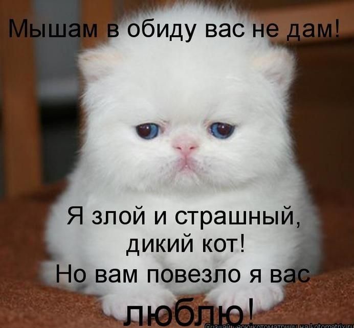 обиду вас Я злой и страшный дикий кот