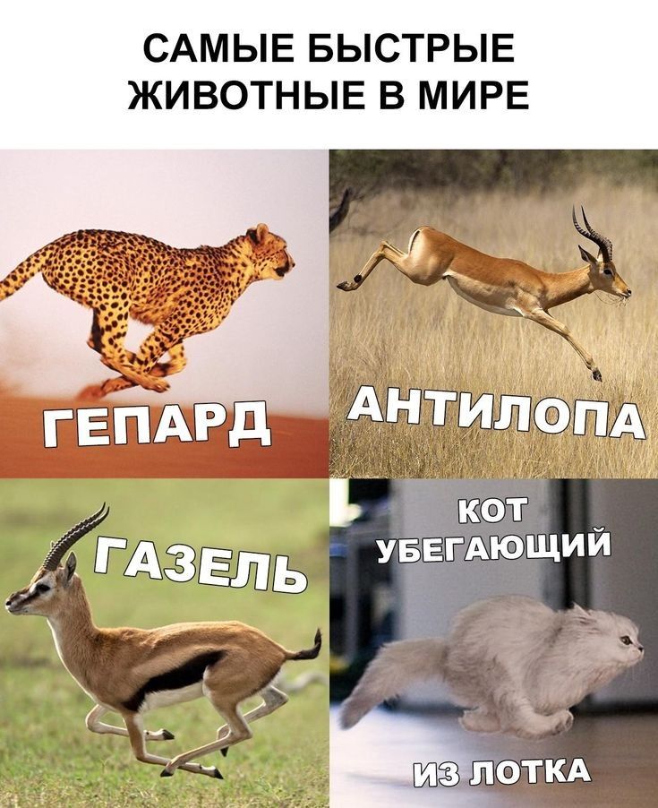 САМЫЕ БЫСТРЫЕ ЖИВОТНЫЕ В МИРЕ