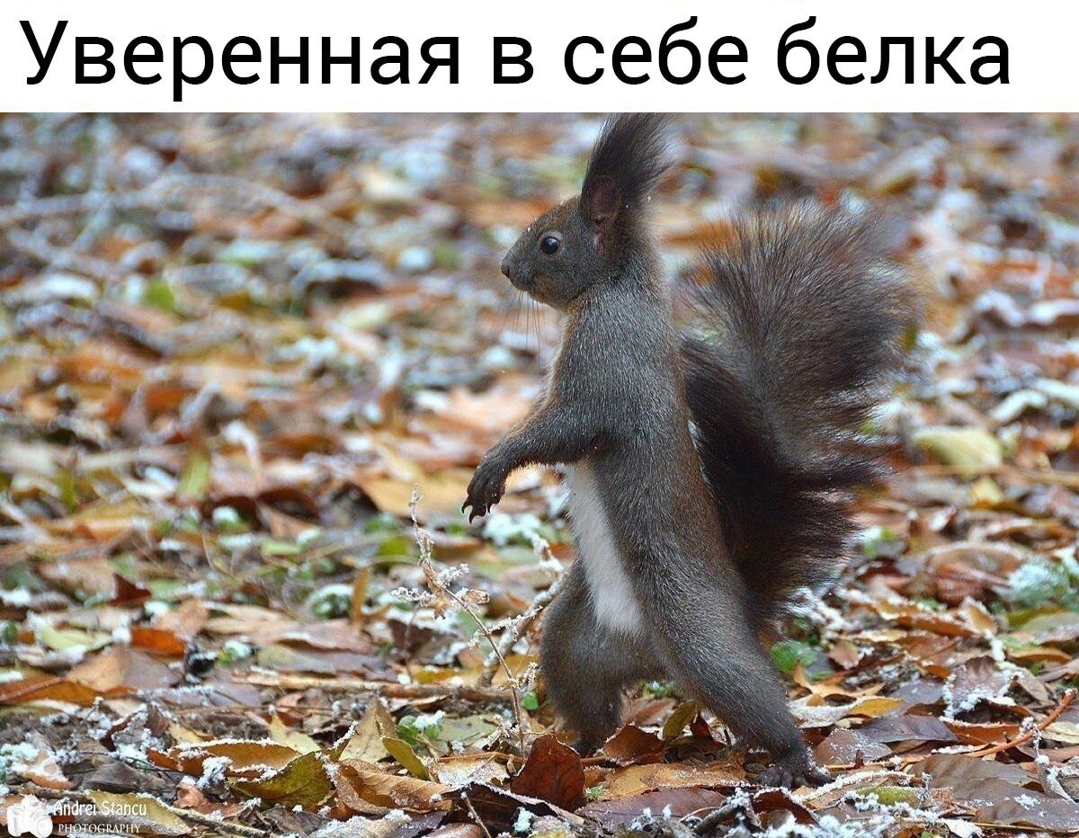 Уверенная в себе белка