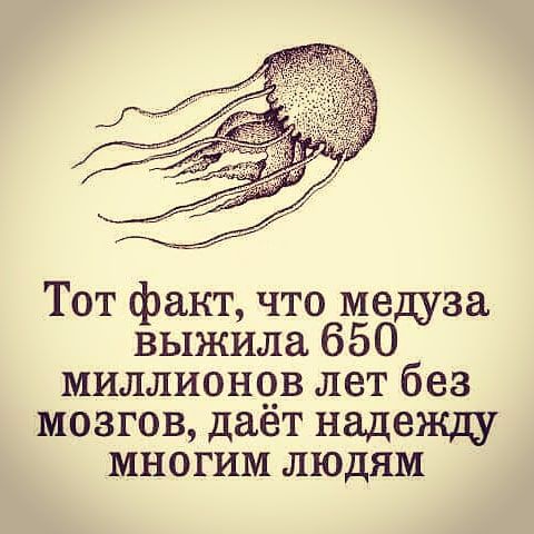 Тот факт что медуза выжила 650 миллионов лет без мозгов даёт надежду многим людям