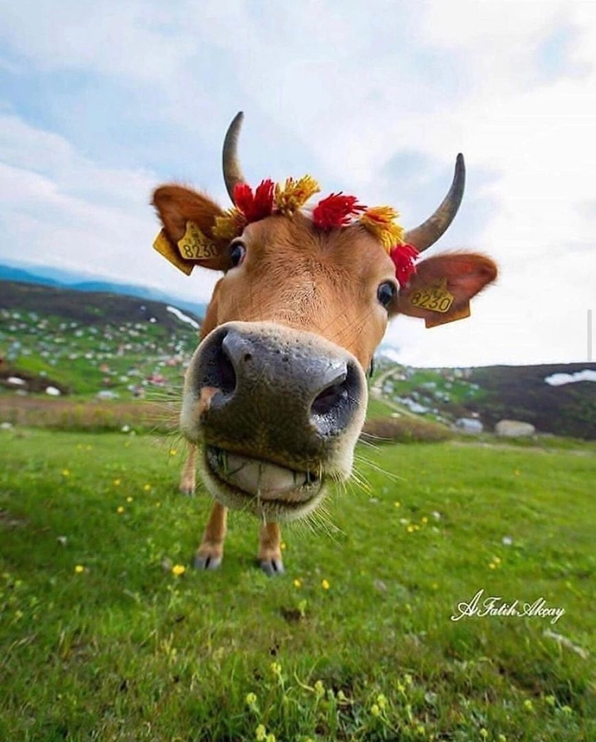 ум и