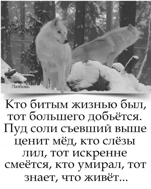Кто битым жизнью был тот большего добьётся Пуд соли съевшии выше ценит Мёд кто слёзы лип тот искренне смеется кто умирал тот знает что живёт