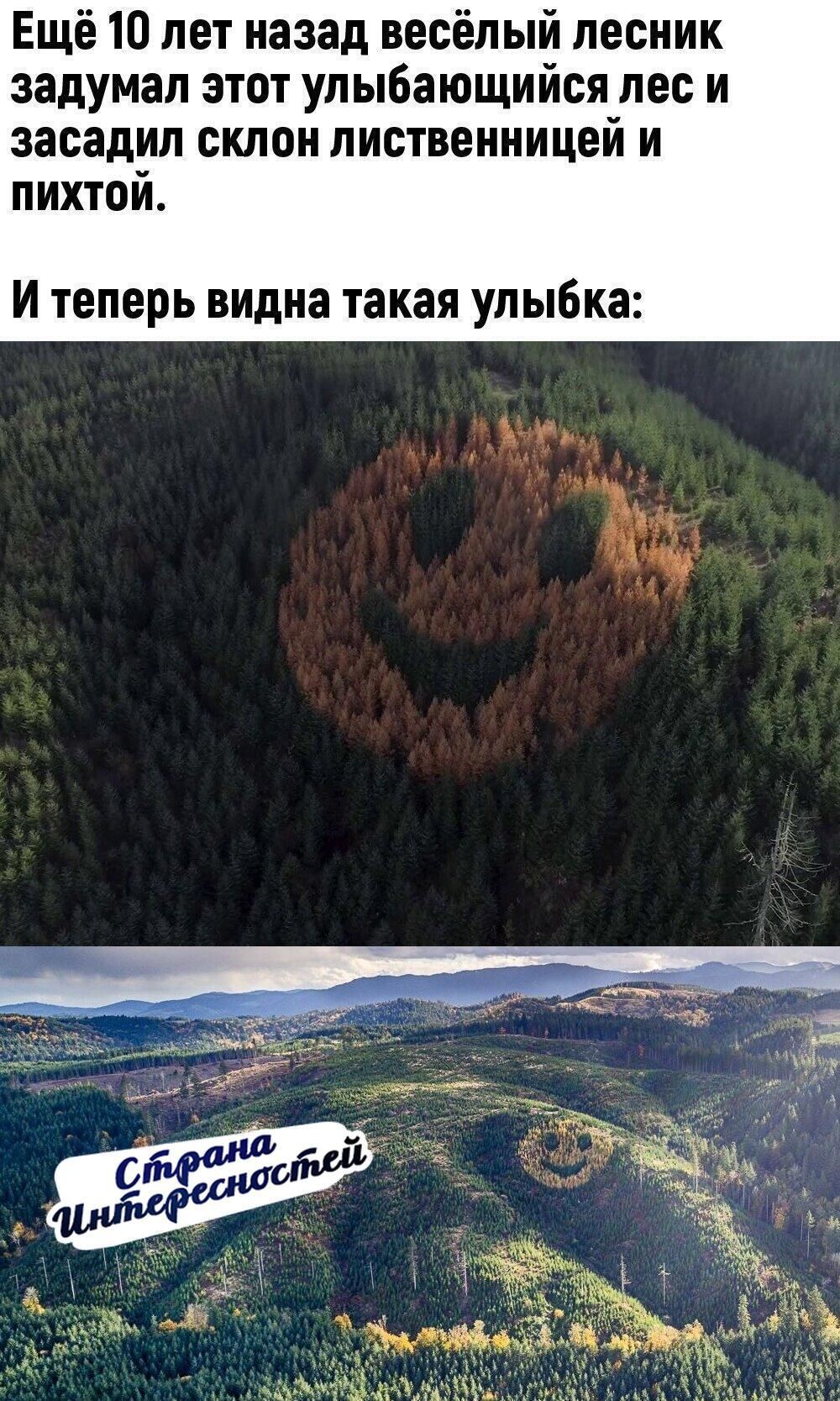 Ещё 10 лет назад весёлый лесник задумал этот улыбающийся лес и засадил склпи лиственницей и пихтой И теперь видна такая улыбка