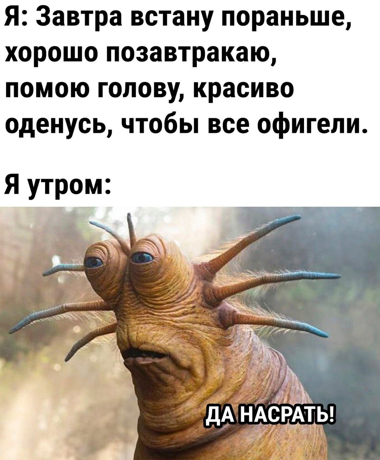 Я Завтра встану пораньше хорошо позавтракаю помою голову красиво оденусь чтобы все офигели