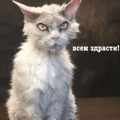 все здрасти