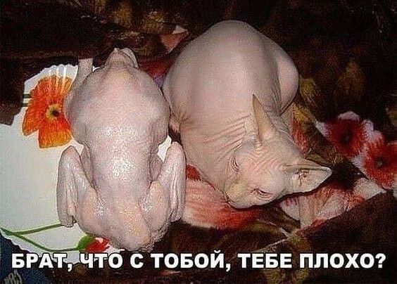 тчвой ТЁЁЕ ппохот