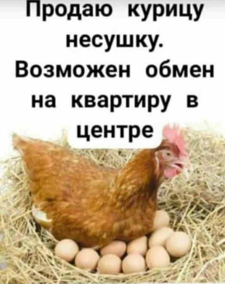 Предаю курицу несушку Возможен обмен на квартиру в центре г