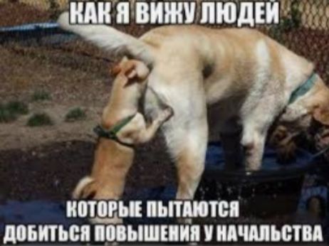 ВИШЁПЮДЕЙ __ нидь ппц тм шиться шыш и шьет