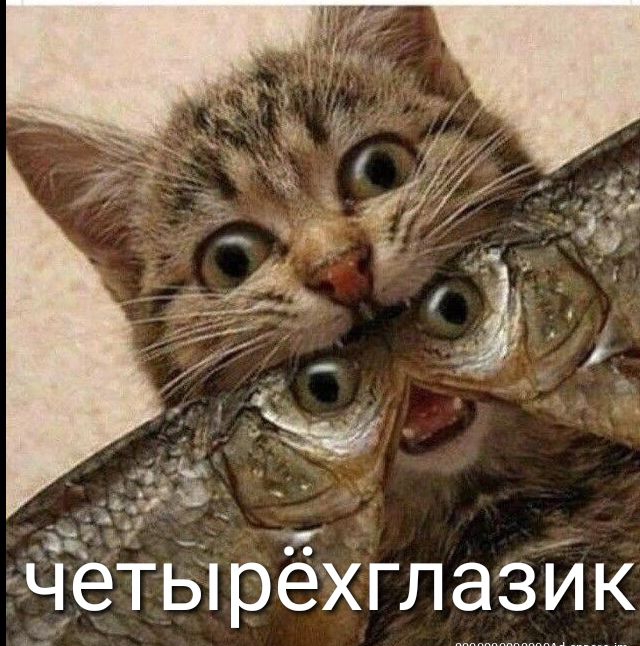 ЧЭТЫРЭХГЛЭЗИК