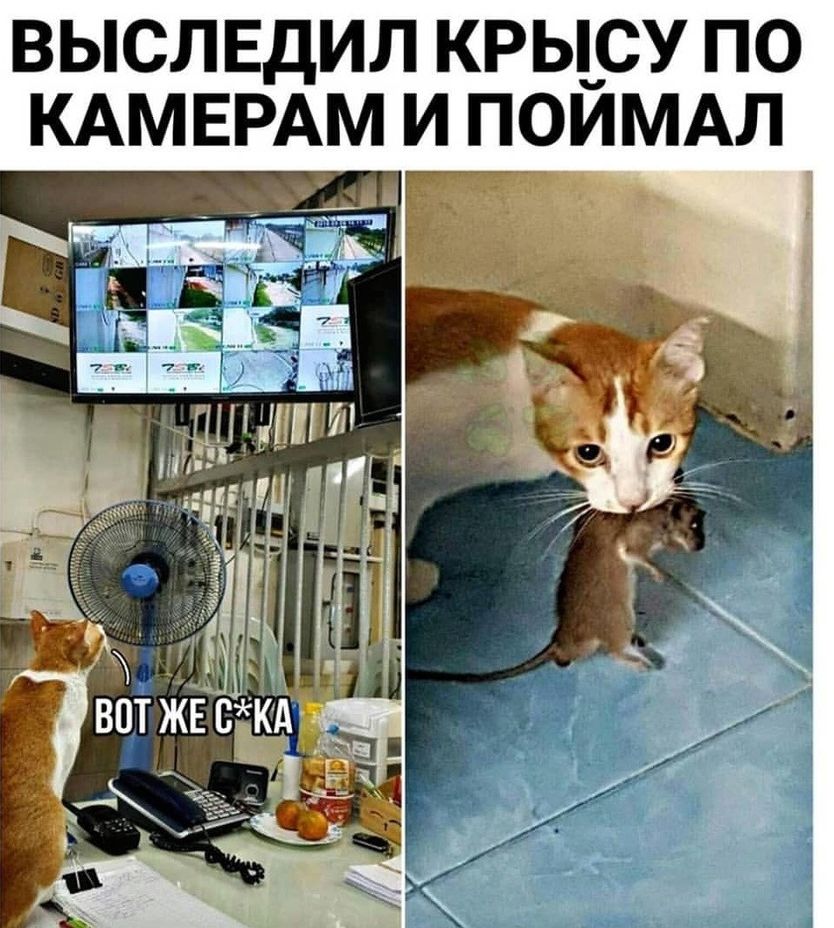 ВЫСЛЕДИЛ КРЫСУ ПО КАМЕРАМ И ПОЙМАЛ