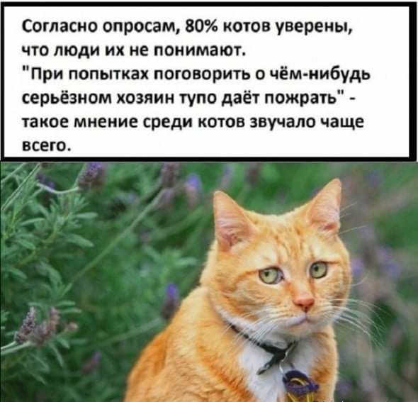 Согласно опросам, 80 котов уверены, что люди их не понимают. При попытках поговорить о чёмнибудь серьёзном хозяин тупо даёт пожрать