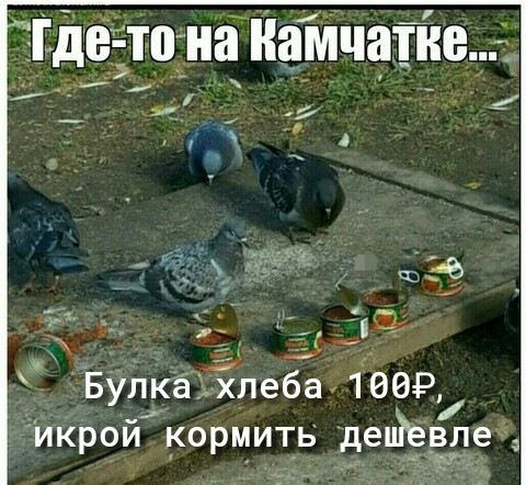 ГДВЁТО на ВМЧЩЁВ _ Булкё хлеба 1009 икрой кормит_ь депТевле
