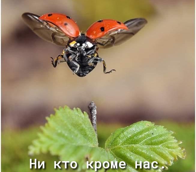 Ё п ё  ,