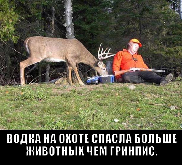 ВПДКА Нд ШЮТЕ ВПдВПд БПЛЬШЪ ЖИВПТНЫК ЧЕМ ГРИНПИВ