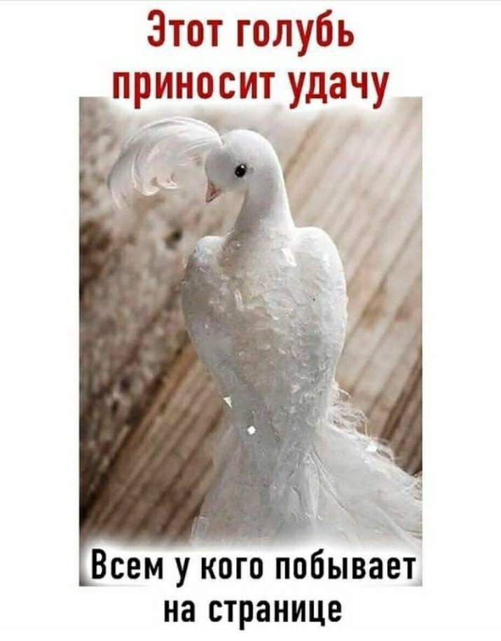 Этот голубь приносит удачу Всем у кого побывает на странице