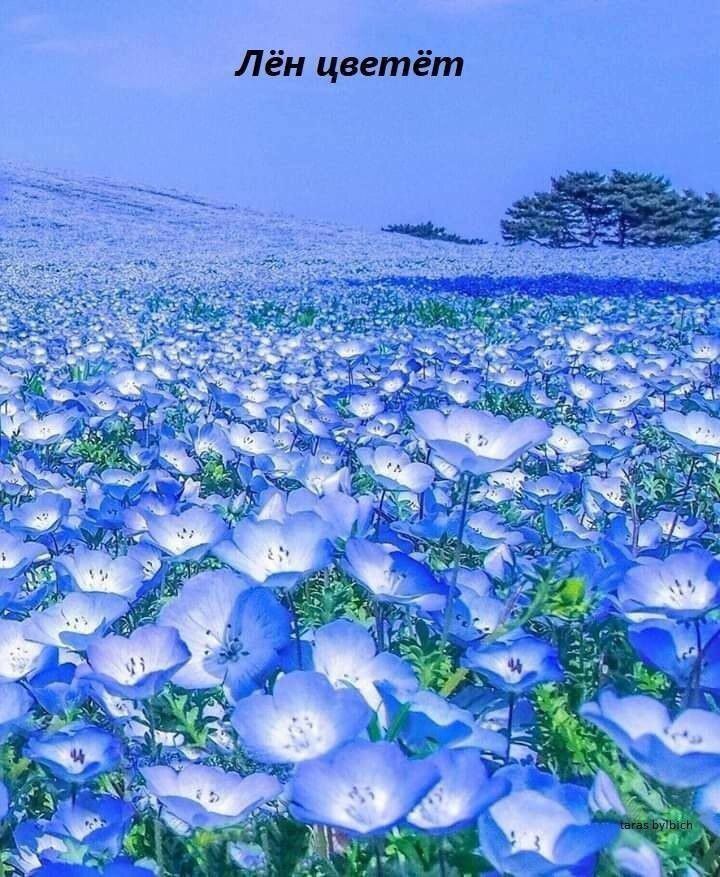 Лён цветёт