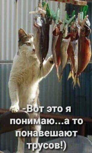 пони аюа то пон ешают ЦТЁУчов