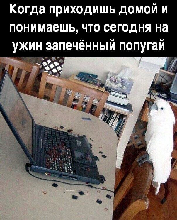 Когда приходишь домой и понимаешь что сегодня на ужин запечённый попугай
