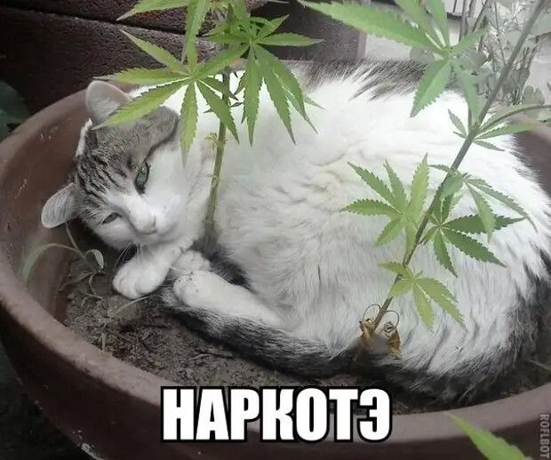 д Арнольд