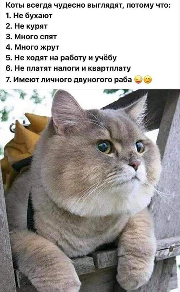 Коты всегда чудесно выглядят потому что 1 Не бухают 2 Не курят 3 Много спят 4 Много жрут 5 Не ходят на работу и учёбу 6 Не платят налоги и квартплату 7 Имеют личного двуногого раба