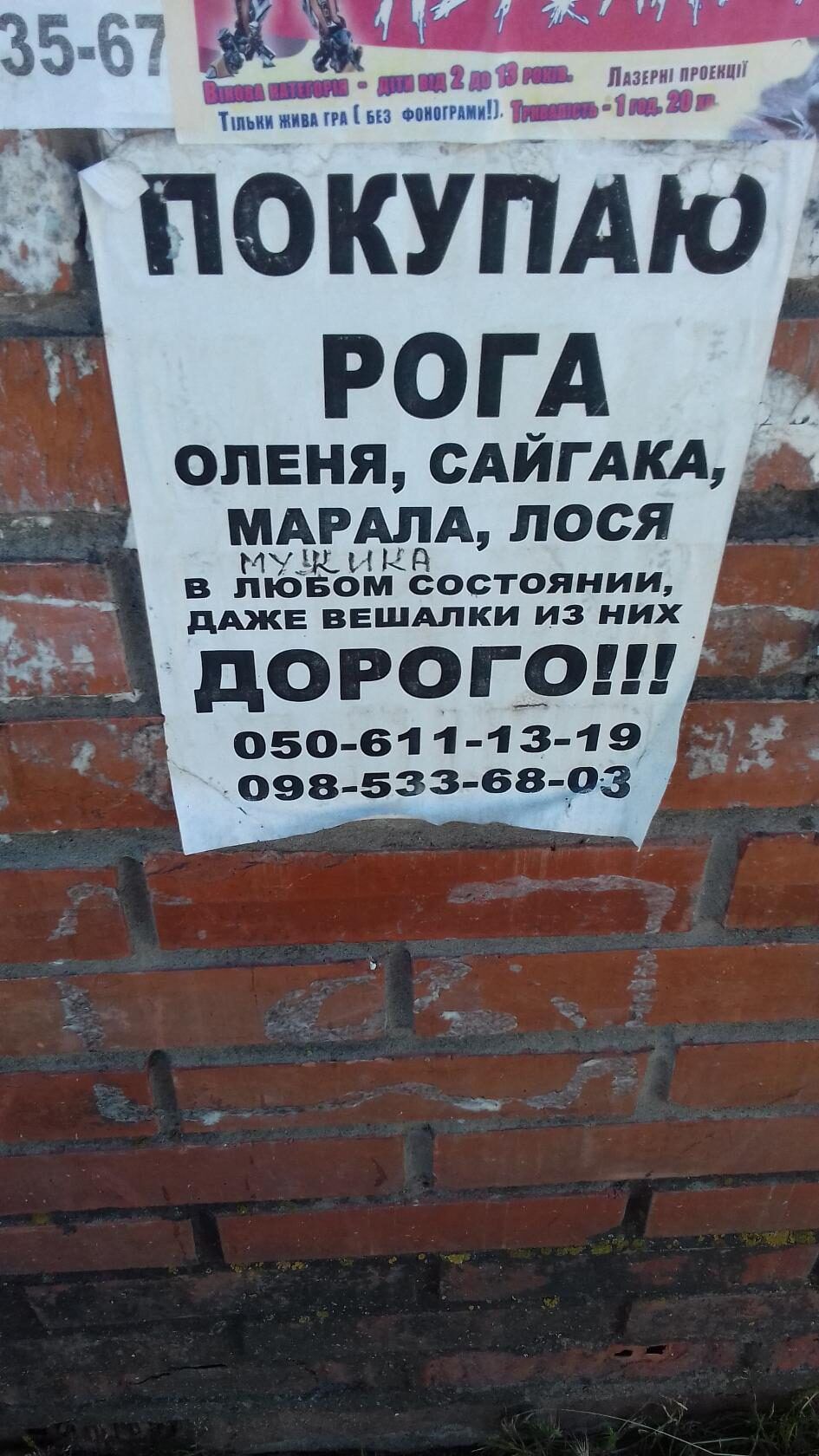 _ Пдзггшппткш Пп жил Факт _ Ю ПОКУПАЮ РОГ А _ оленя мйгдкд МАРАЛА лося му ъ кд в пювом состоянии дАЖЕ ВЕШАЛКИ ИЗ НИХ догогрт 050 611 13 19 998 533 68 93