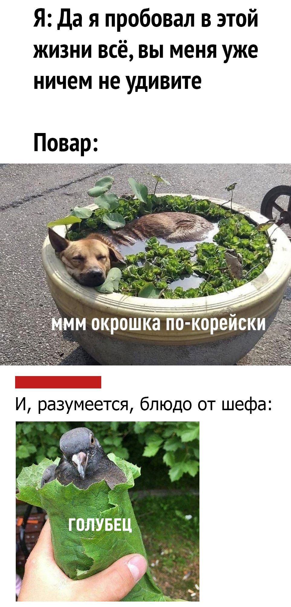 Я Да я пробовал в этой жизни всё вы меня уже ничем не удивите Повар дИ мм окрошка по корейски __ И разумеется блюдо от шефа