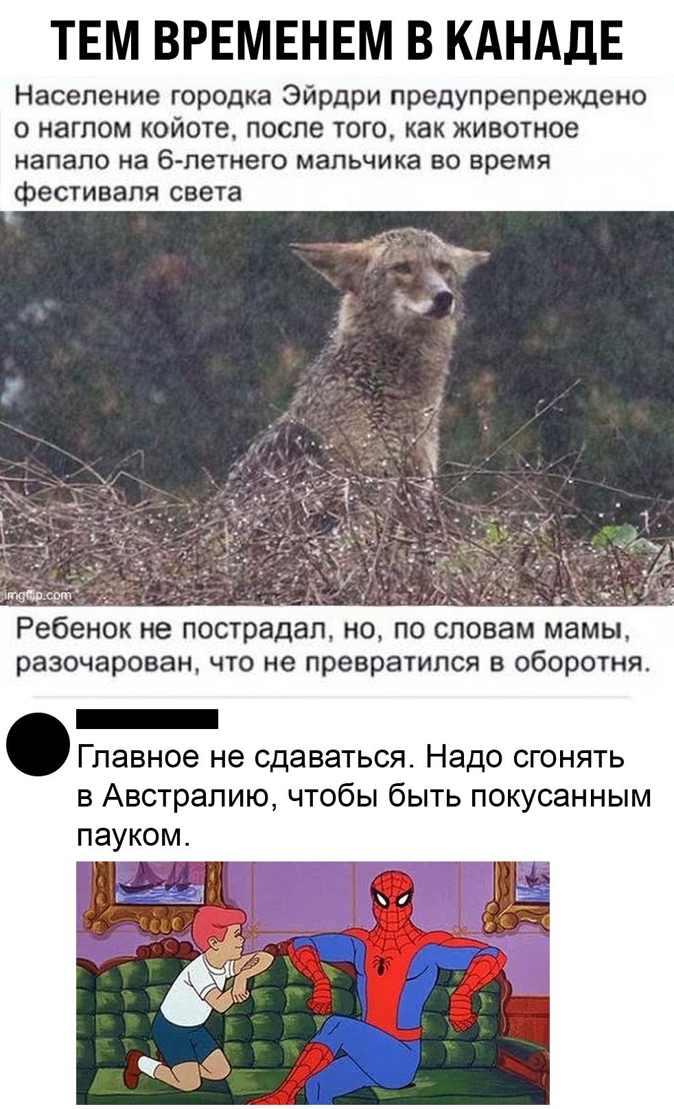 ТЕМ ВРЕМЕНЕМ В КАНАДЕ Население городка Эйрдри предупрепреждено о нагпом койоте после того как животное напало на б летнего мальчика во время фестиваля света Ребенок не пострадал но по словам мамы разочарован что не превратился в оборотня _ Главное не сдаваться Надо сгонять в Австралию чтобы быть покусанным пауком
