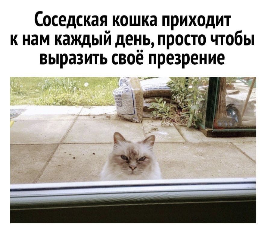 Кошка придет. Сосед с кошками. Соседний или соседский кот. Хороша соседская кошка. Кот презрение.
