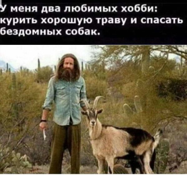 меня два любимых хобби курить хорошую траву и спасать бездомных собак