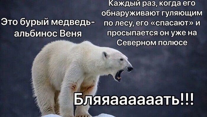 Каждый раз когда его _ обнаруживают гупяющим ЭТО бурыи медведь по лесу его спасают и альбинос Веня просыпается он уже на Северном полюсе
