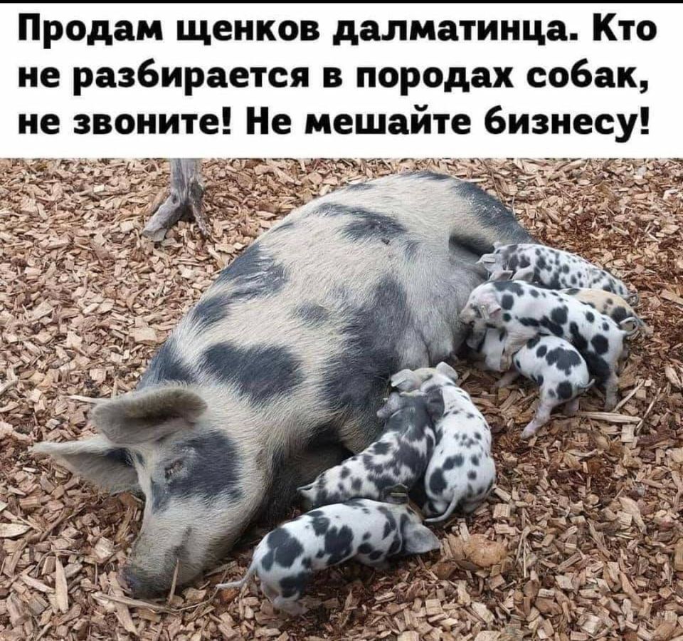 Продам щенков далматинца Кто не разбирается в породах собак не звоните Не мешайте бизнесу