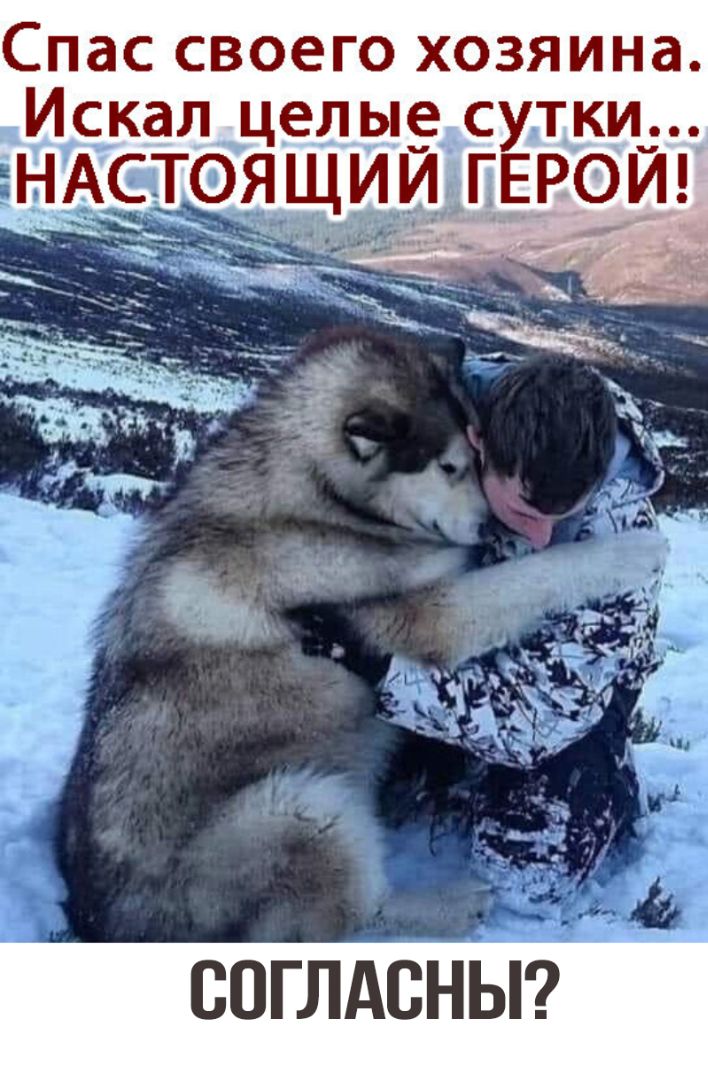 Спас СВОЭГО ХОЗЯИНЭ Искал целые__ сутки ИИнГЕРОИ соглдсньгг