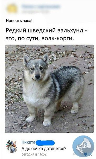 Новость часа Редкий шведский вальхунд это по сути волккорги А до бочка дотянется 516 Никите