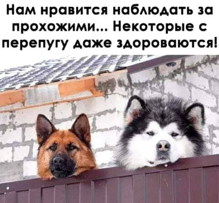 Ном нравится набюдать за прохожими Некоторые перепугу доже здоровоются